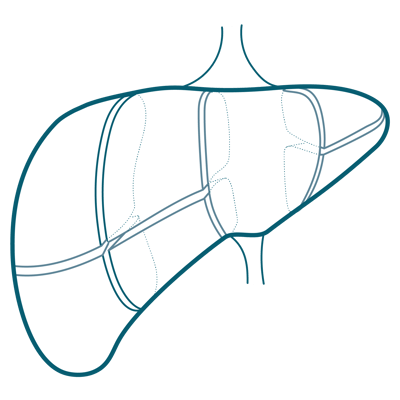 liver segments@3x liver segments@3x