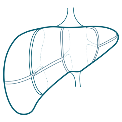 liver segments@3x