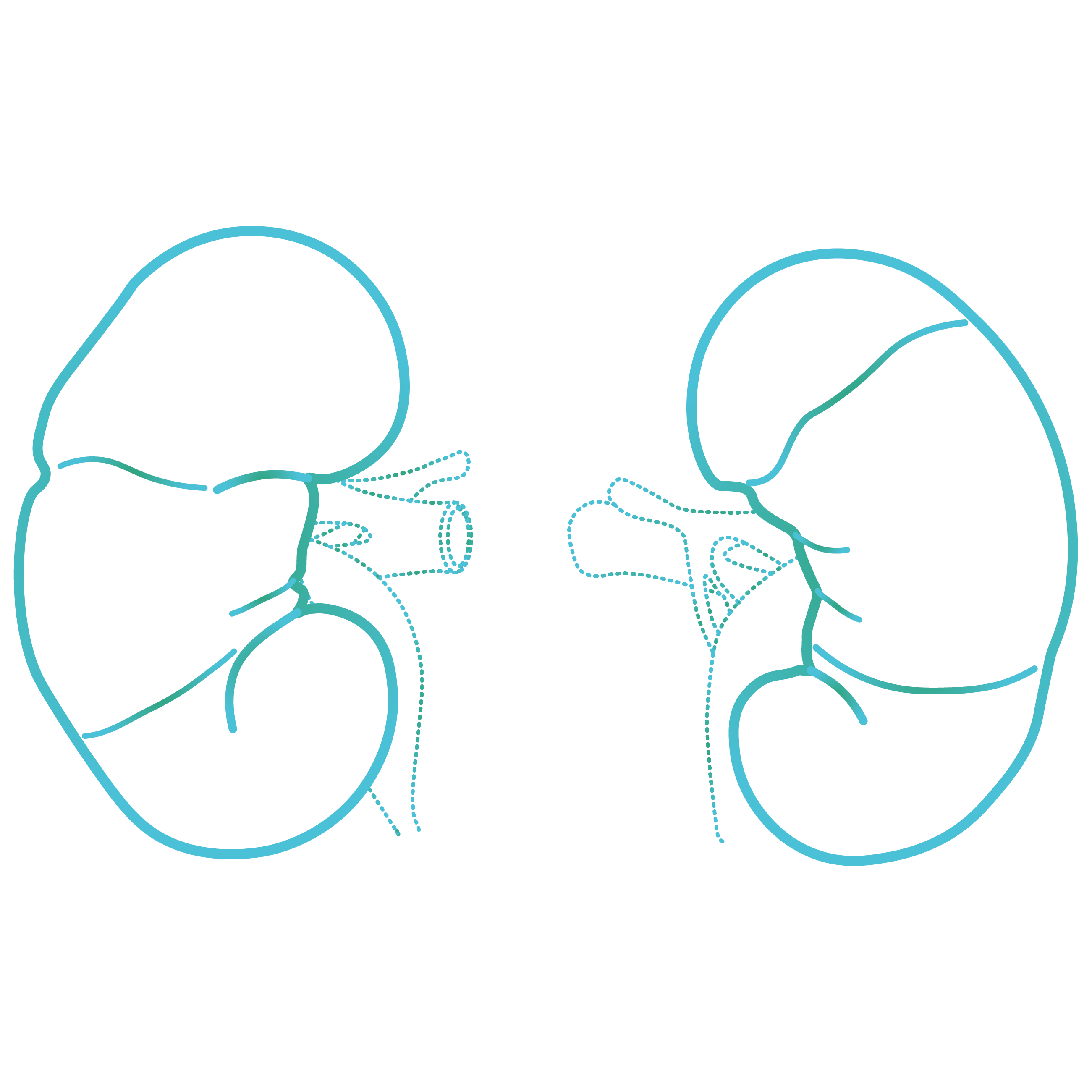 Kidney@4x