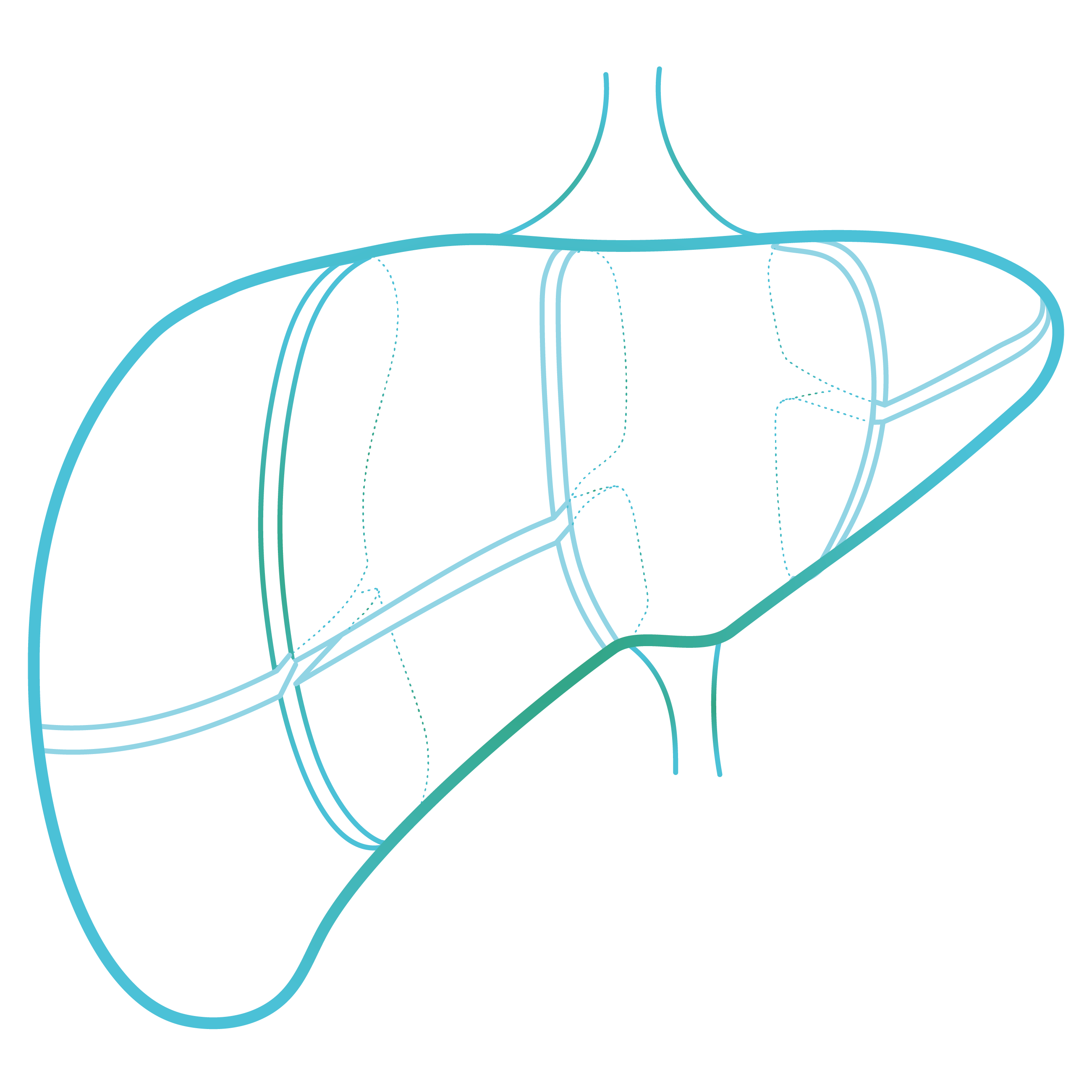 liver with segments@4x-1